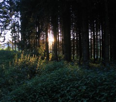 Cantienica�- Studio Freiburg - Wellness Urlaub